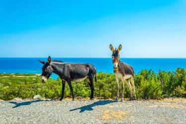 Marathon z Ayia Napa do skarbów Północnego Cypru